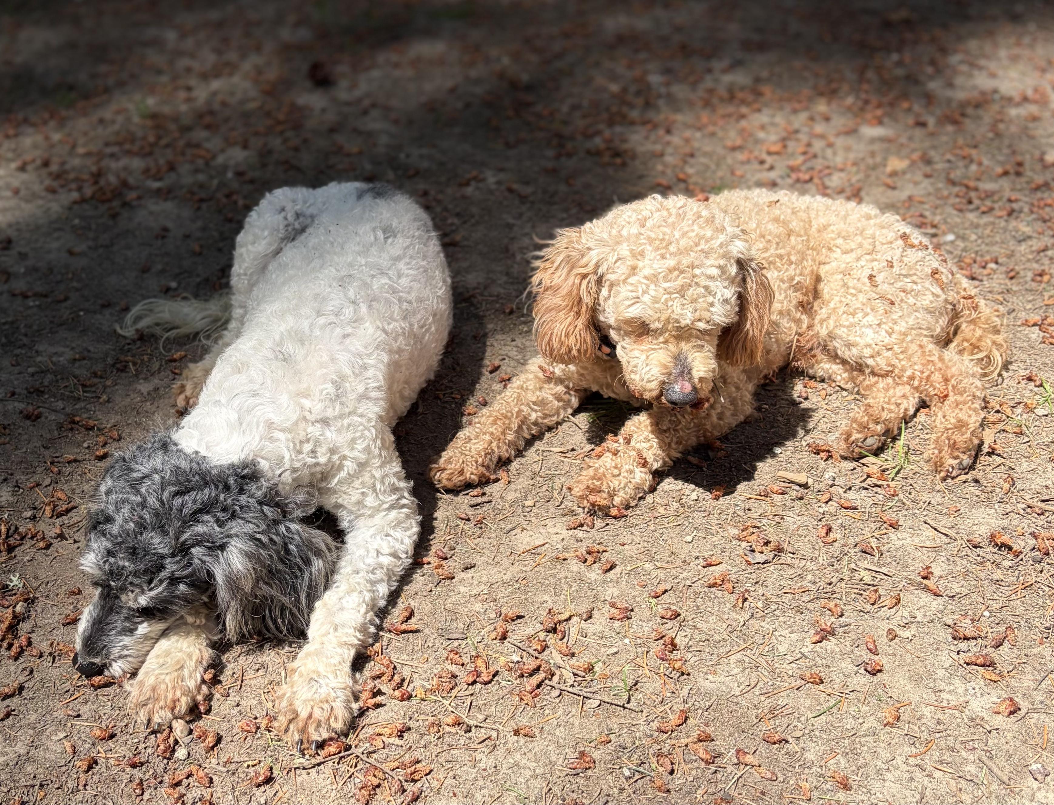 Georgie, a ADOPTABLE Poodle (Toy) in Puyallup, WA image 3/3