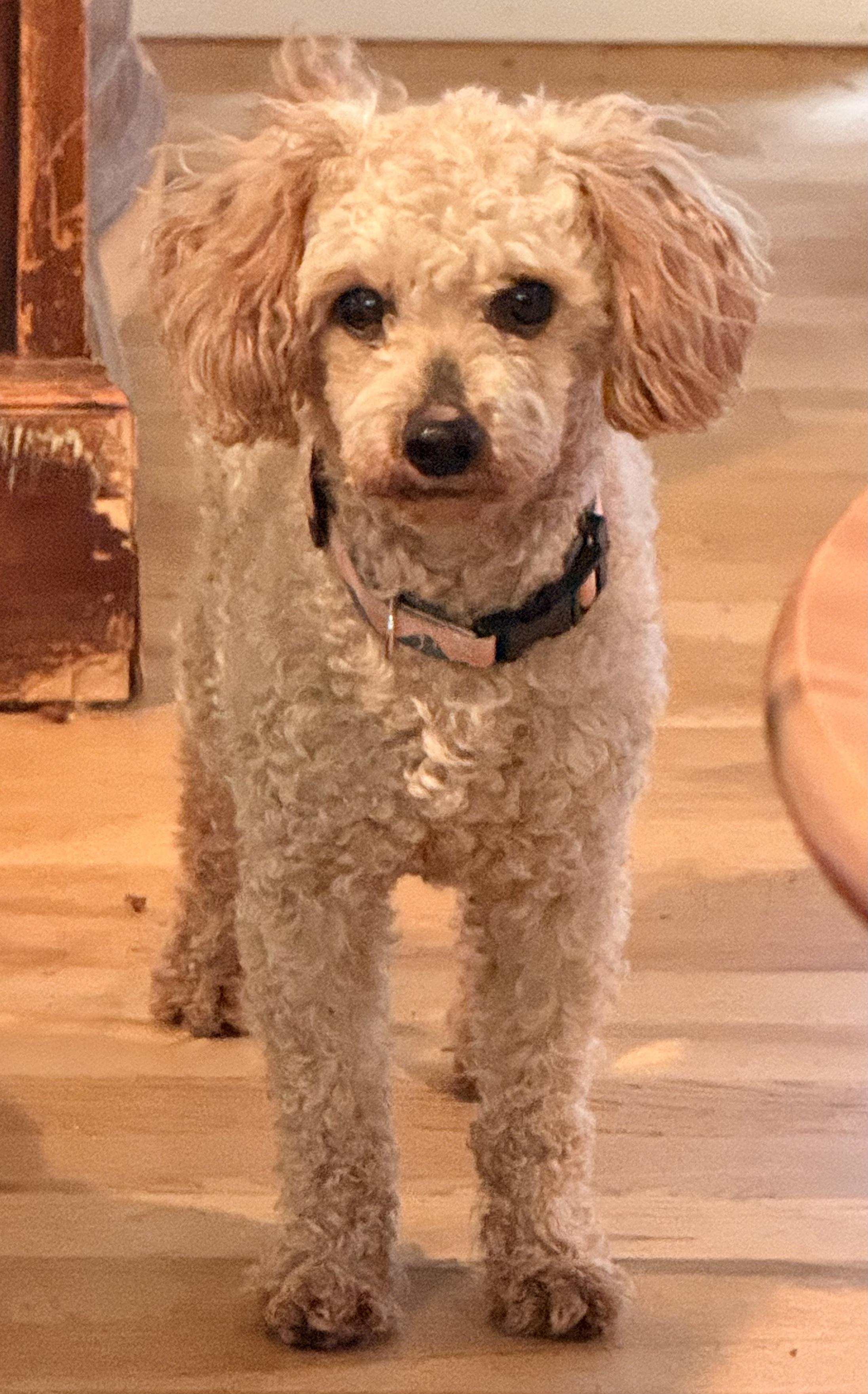 Georgie, ADOPTABLE, Adult Male Poodle (Toy).