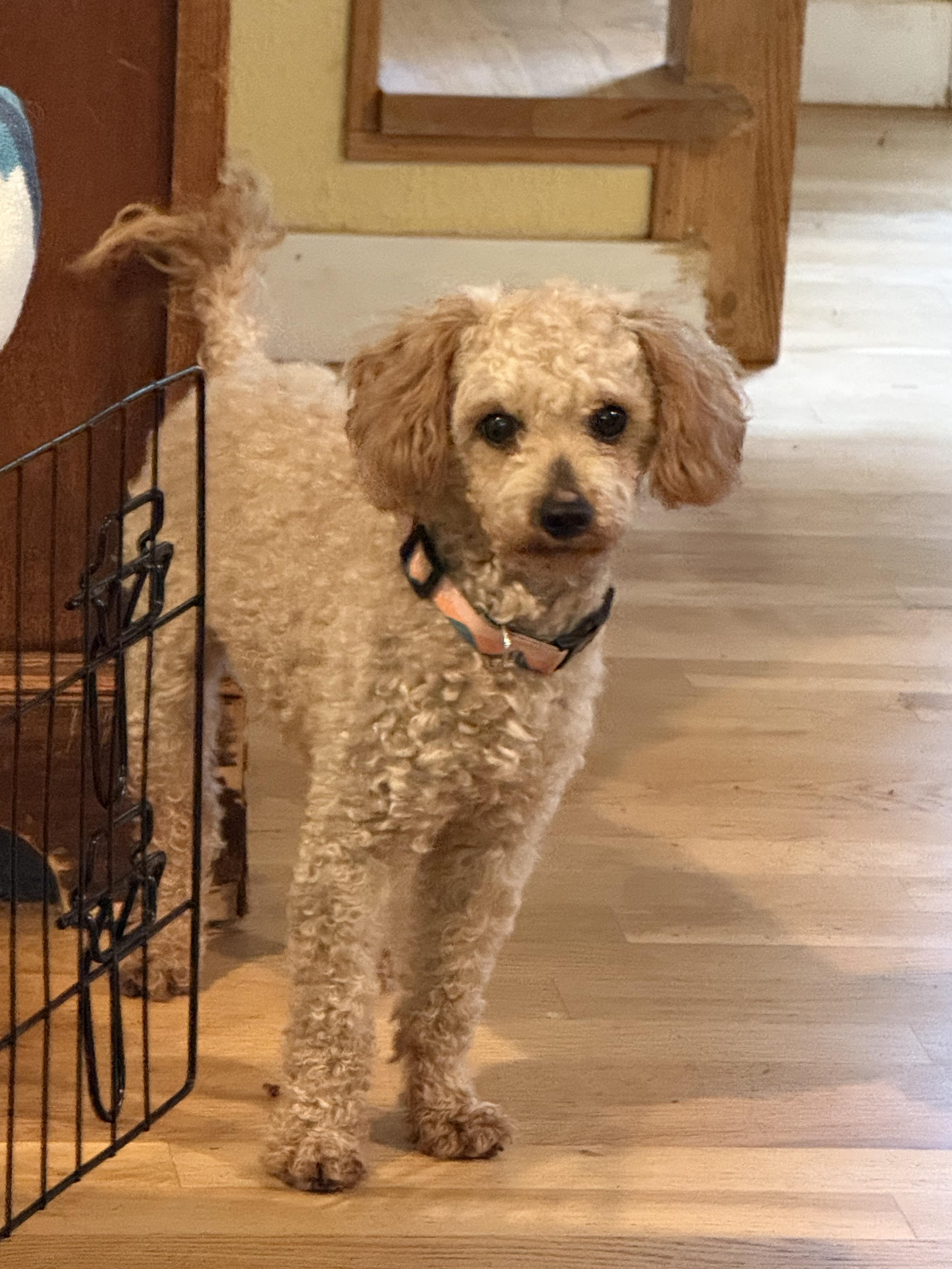 Georgie, a ADOPTABLE Poodle (Toy) in Puyallup, WA image 2/3