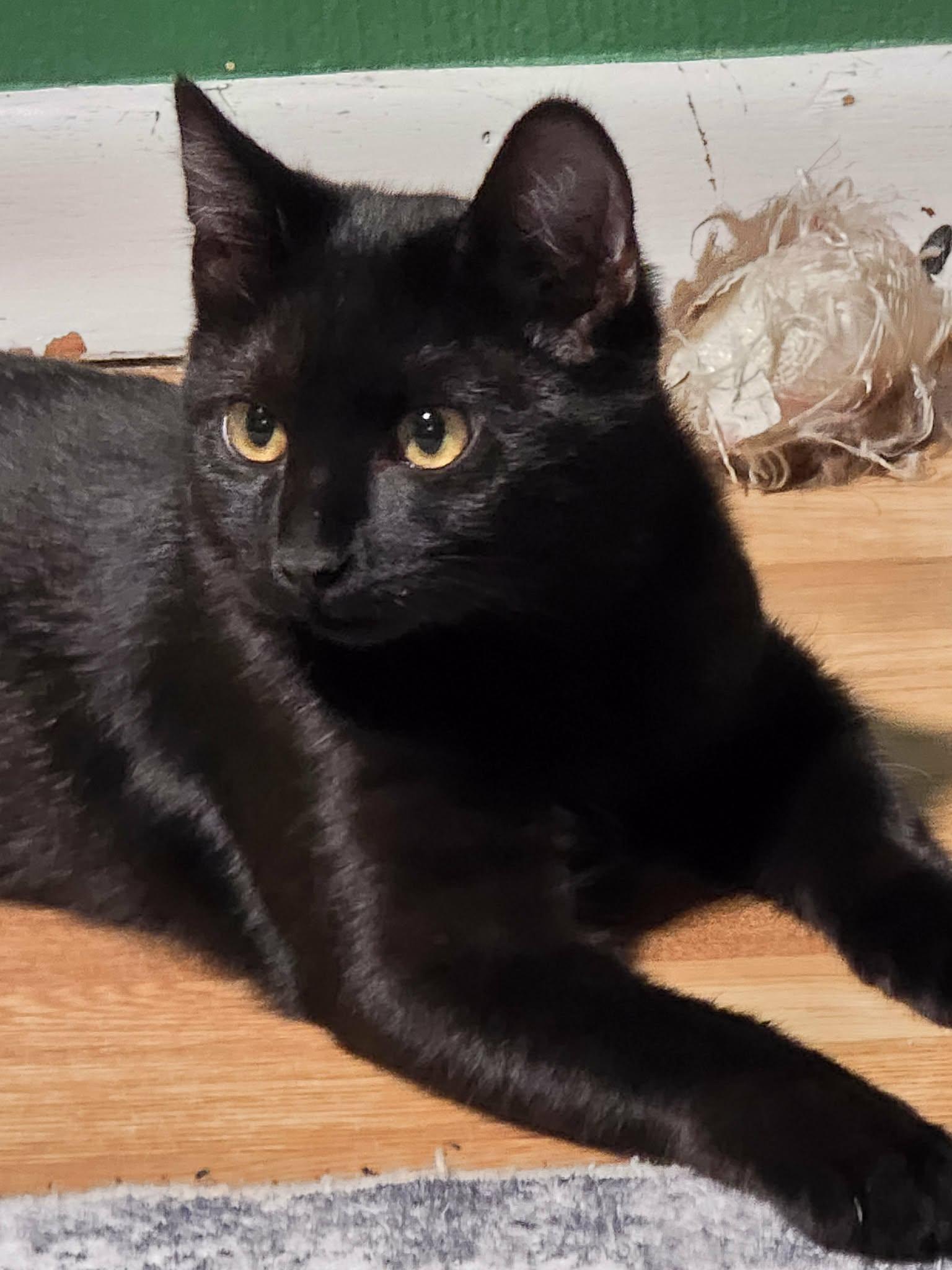 Enlarge Peanut Butter, a Adoptable mixed breed in West Richland, WA image 2/4