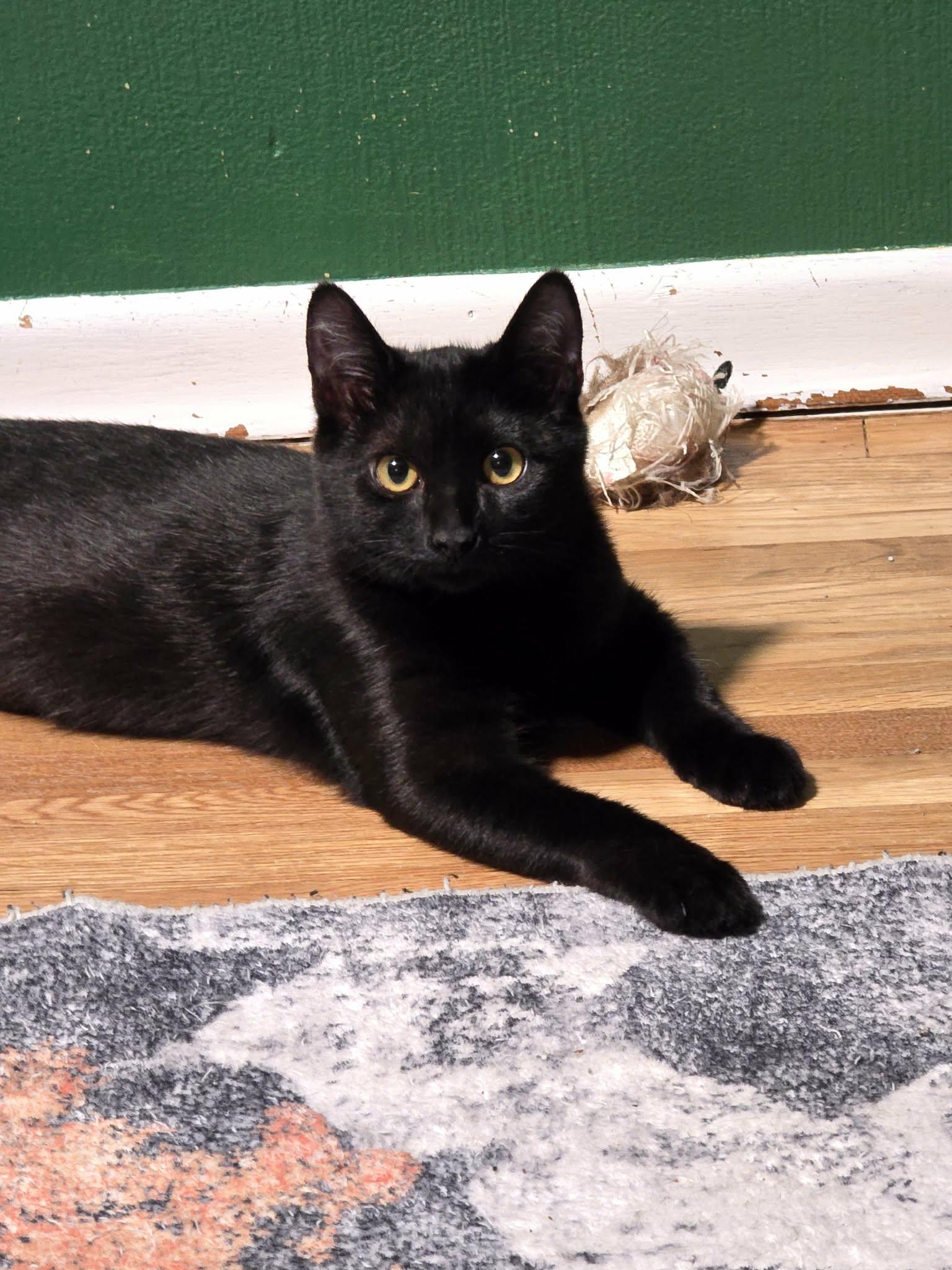 Peanut Butter, Adoptable, Kitten Female Domestic Short Hair.