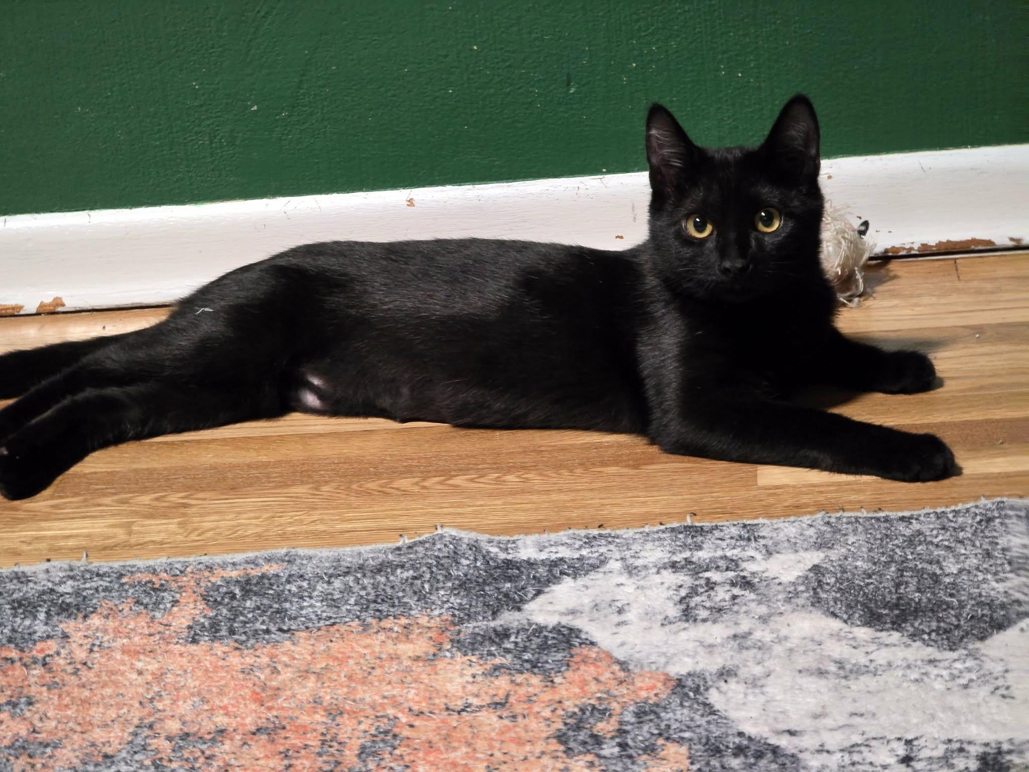 Enlarge Peanut Butter, a Adoptable mixed breed in West Richland, WA image 3/4