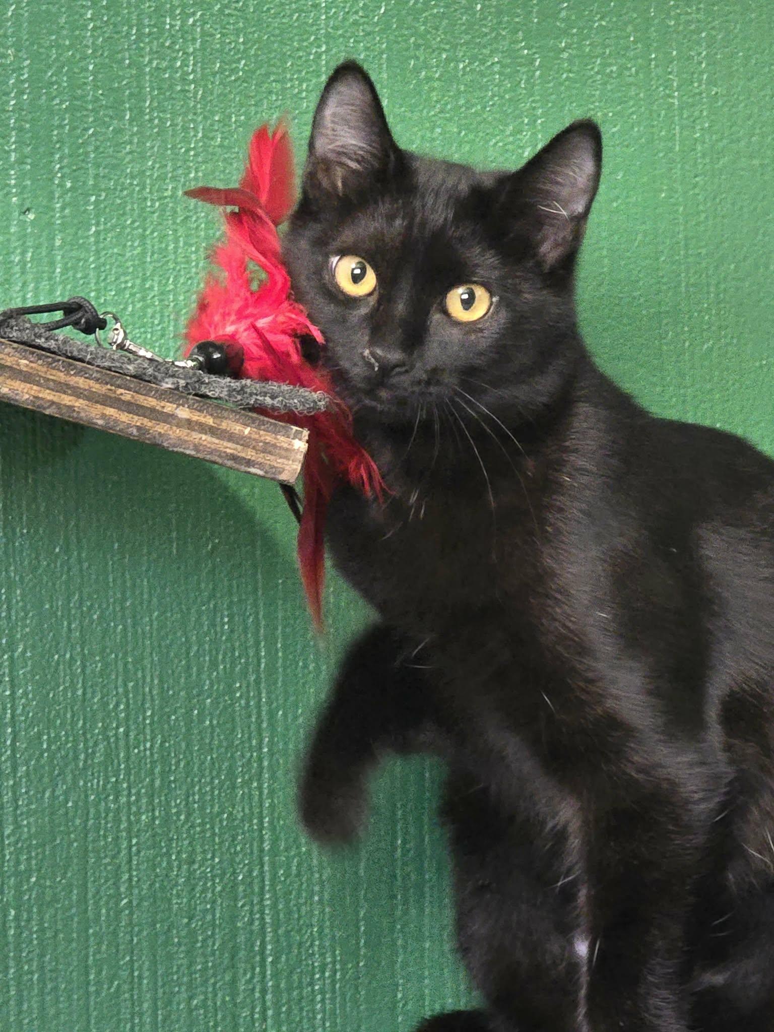 Enlarge Peanut Butter, a Adoptable mixed breed in West Richland, WA image 4/4