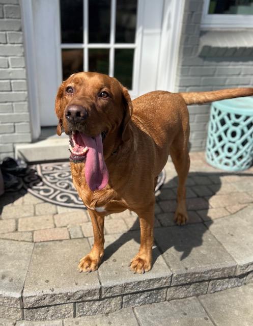 Enlarge Beau, an adopted Labrador Retriever in Huntington Woods, MI image 4/5