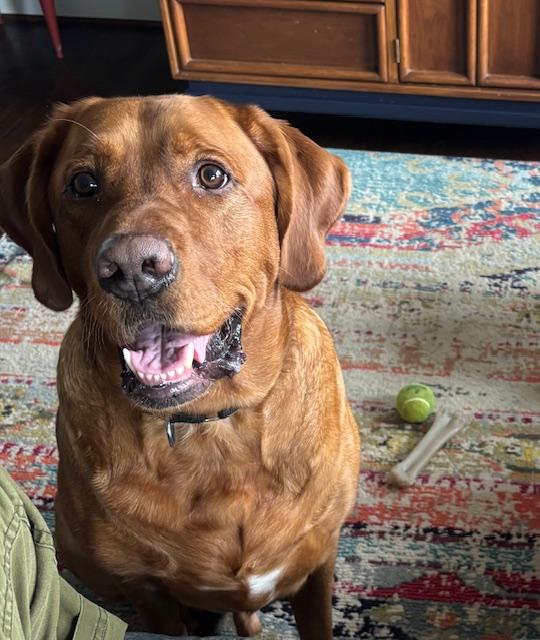 Enlarge Beau, an adopted Labrador Retriever in Huntington Woods, MI image 1/5