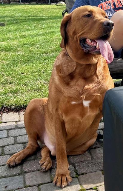 Enlarge Beau, an adopted Labrador Retriever in Huntington Woods, MI image 5/5