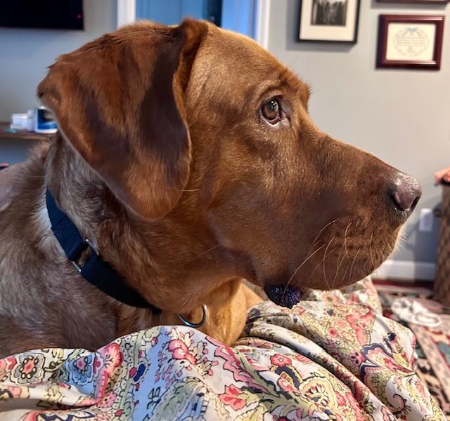 Enlarge Beau, an adopted Labrador Retriever in Huntington Woods, MI image 3/5