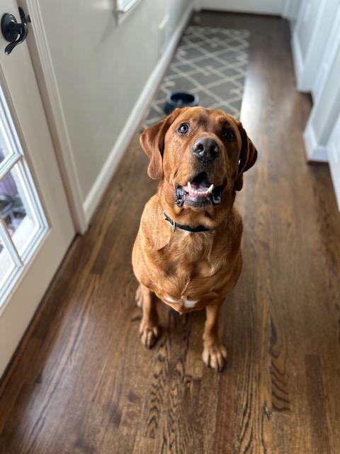 Enlarge Beau, an adopted Labrador Retriever in Huntington Woods, MI image 2/5
