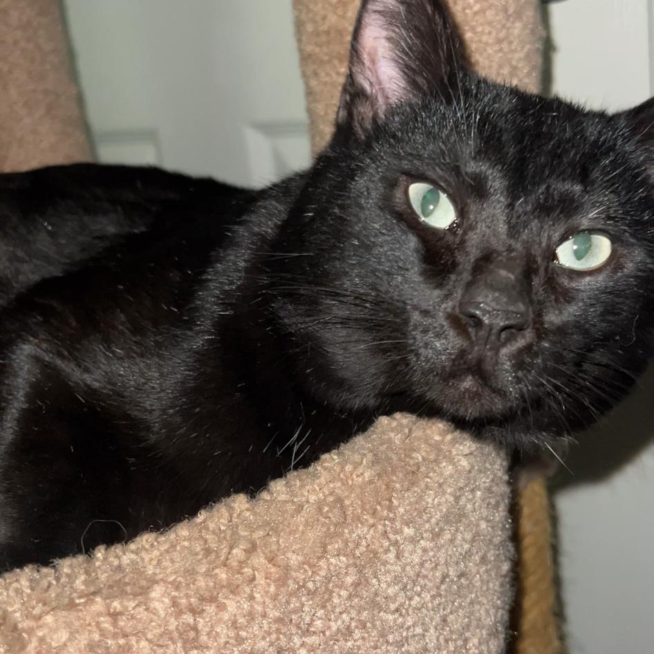 Enlarge Salem, a Adoptable Domestic Short Hair in Las Vegas, NV image 1/1