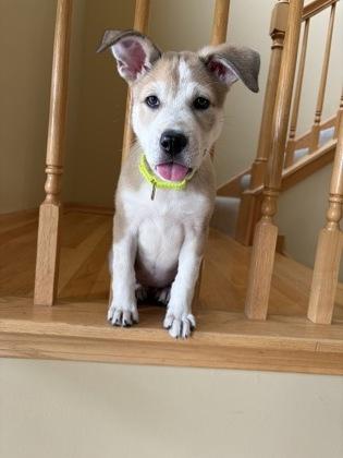 Enlarge Crystal, an adopted mixed breed in Tinley Park, IL image 2/2