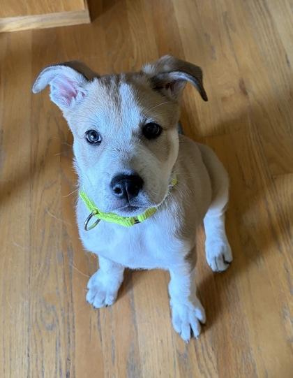 Crystal, adopted, Puppy Female Husky.