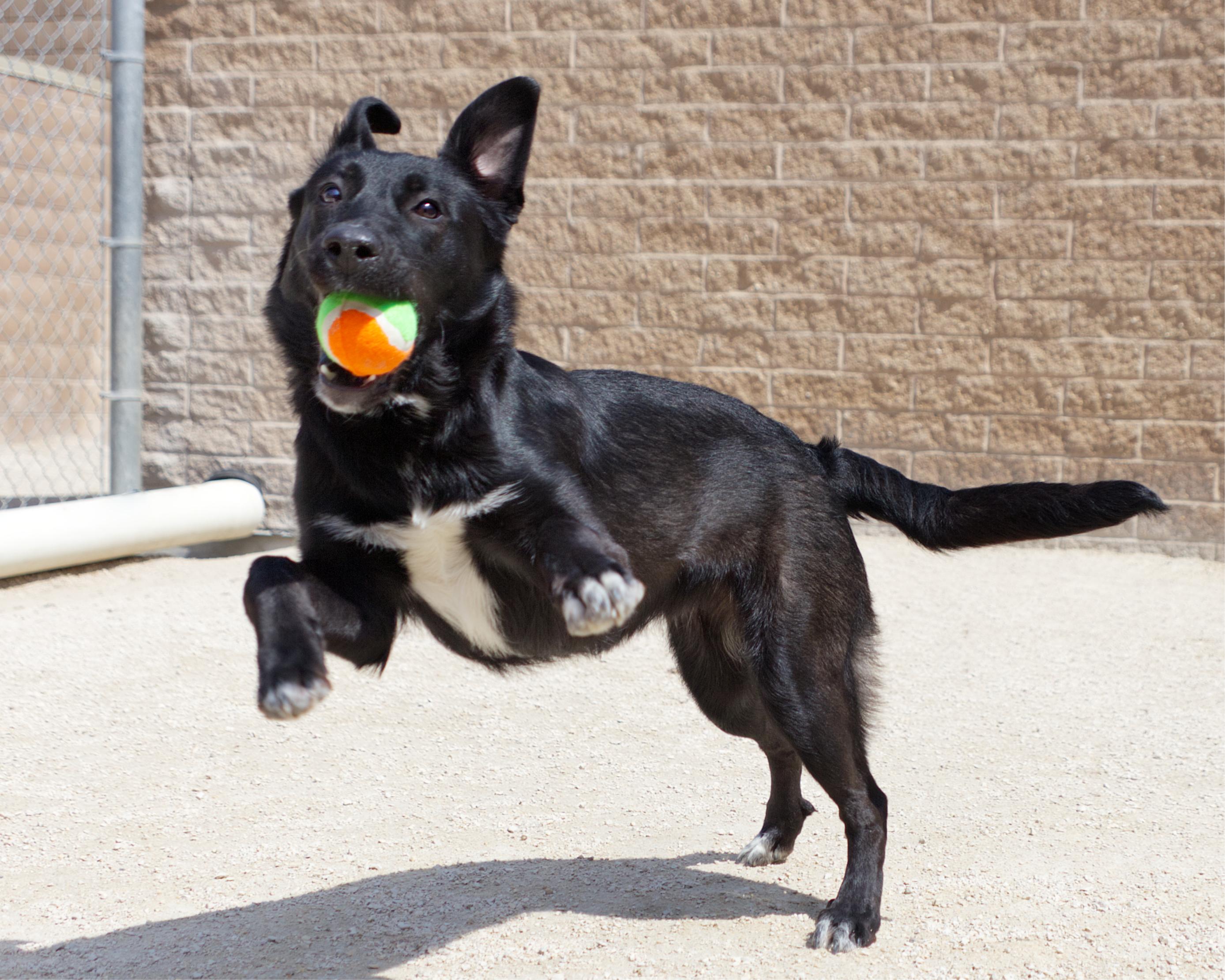 Enlarge Lilac, an adoptable mixed breed in Winnipeg, MB image 3/3