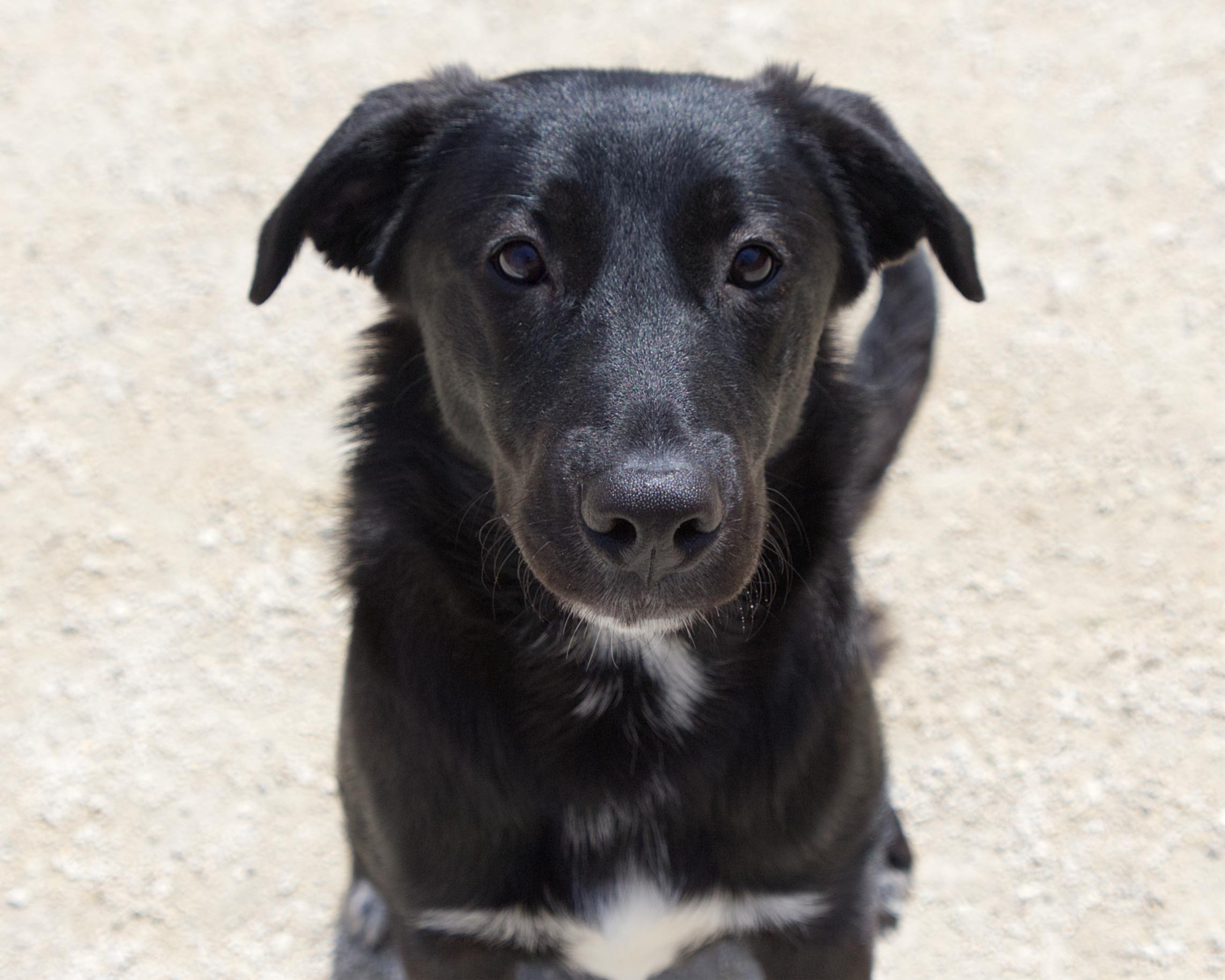 Enlarge Lilac, an adoptable mixed breed in Winnipeg, MB image 1/3