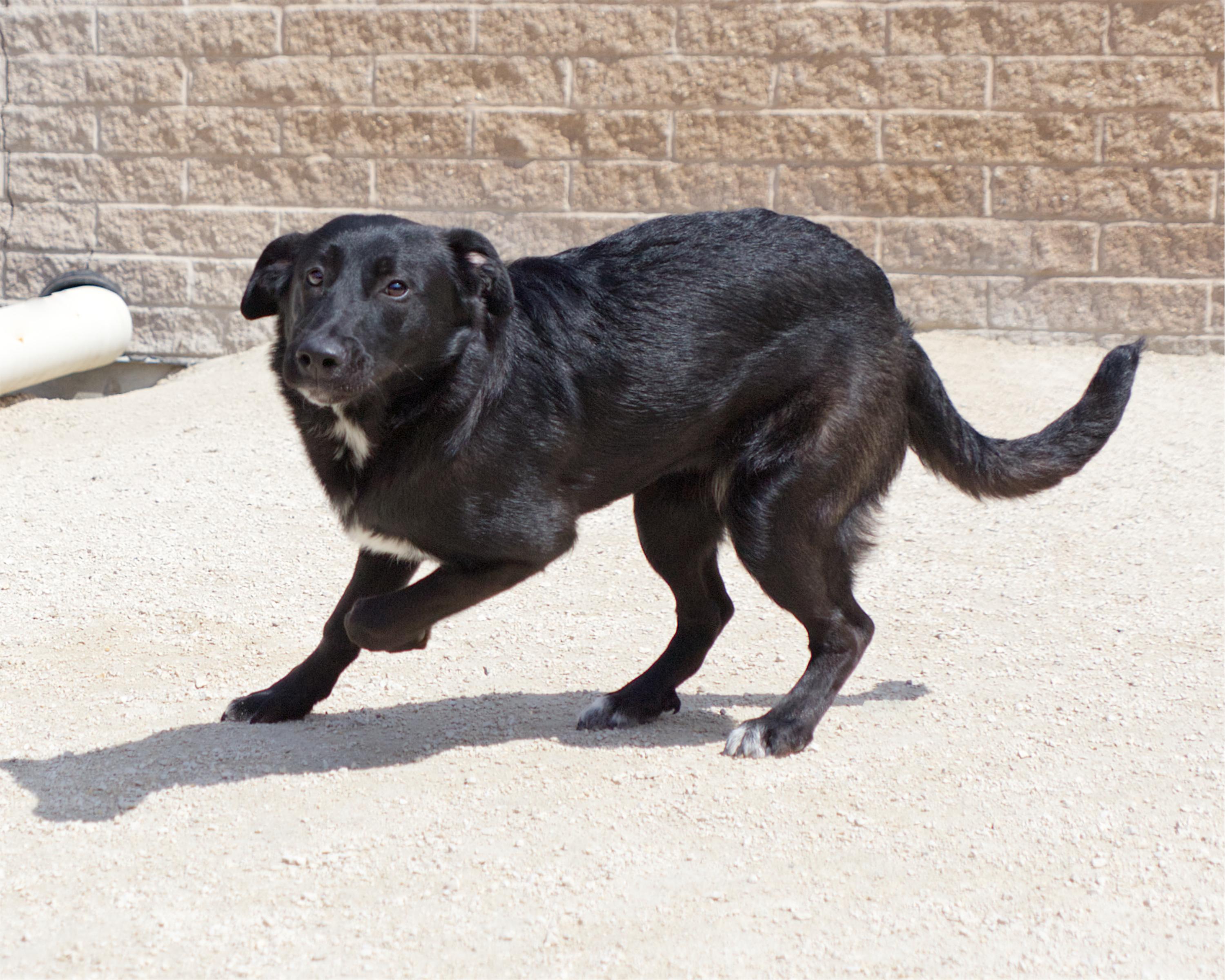 Enlarge Lilac, an adoptable mixed breed in Winnipeg, MB image 2/3