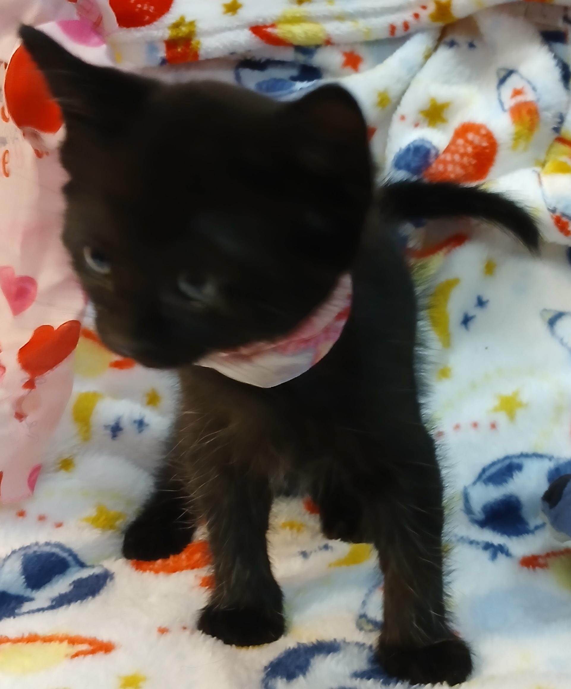 Cassiopeia - Super sweet baby girl! (TX-882716) photo 3