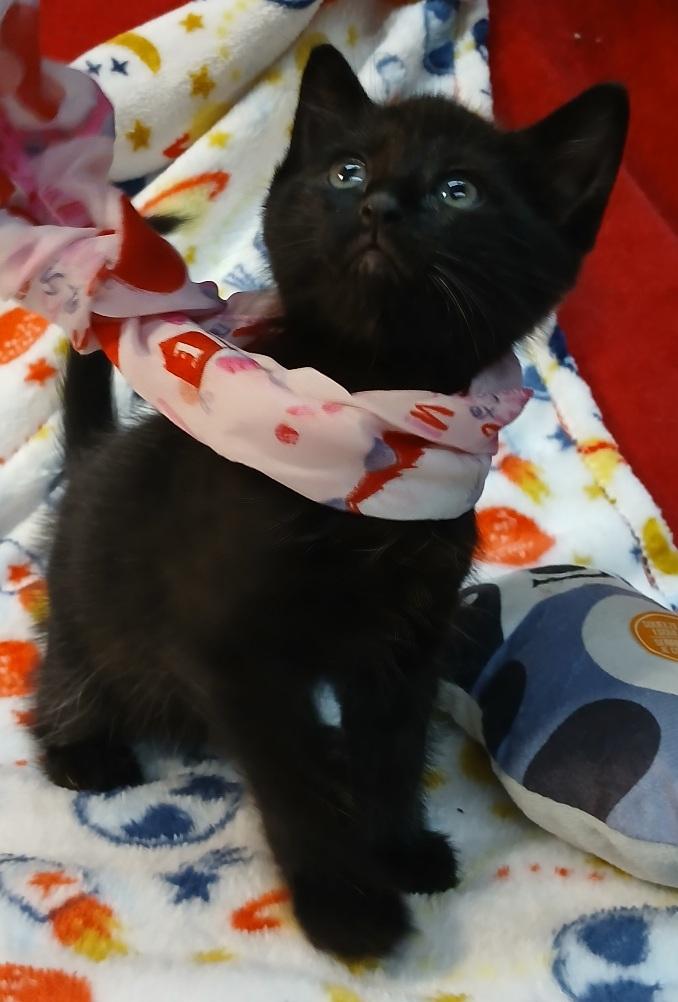 Cassiopeia - Super sweet baby girl! (TX-882716), Baby Female unknown