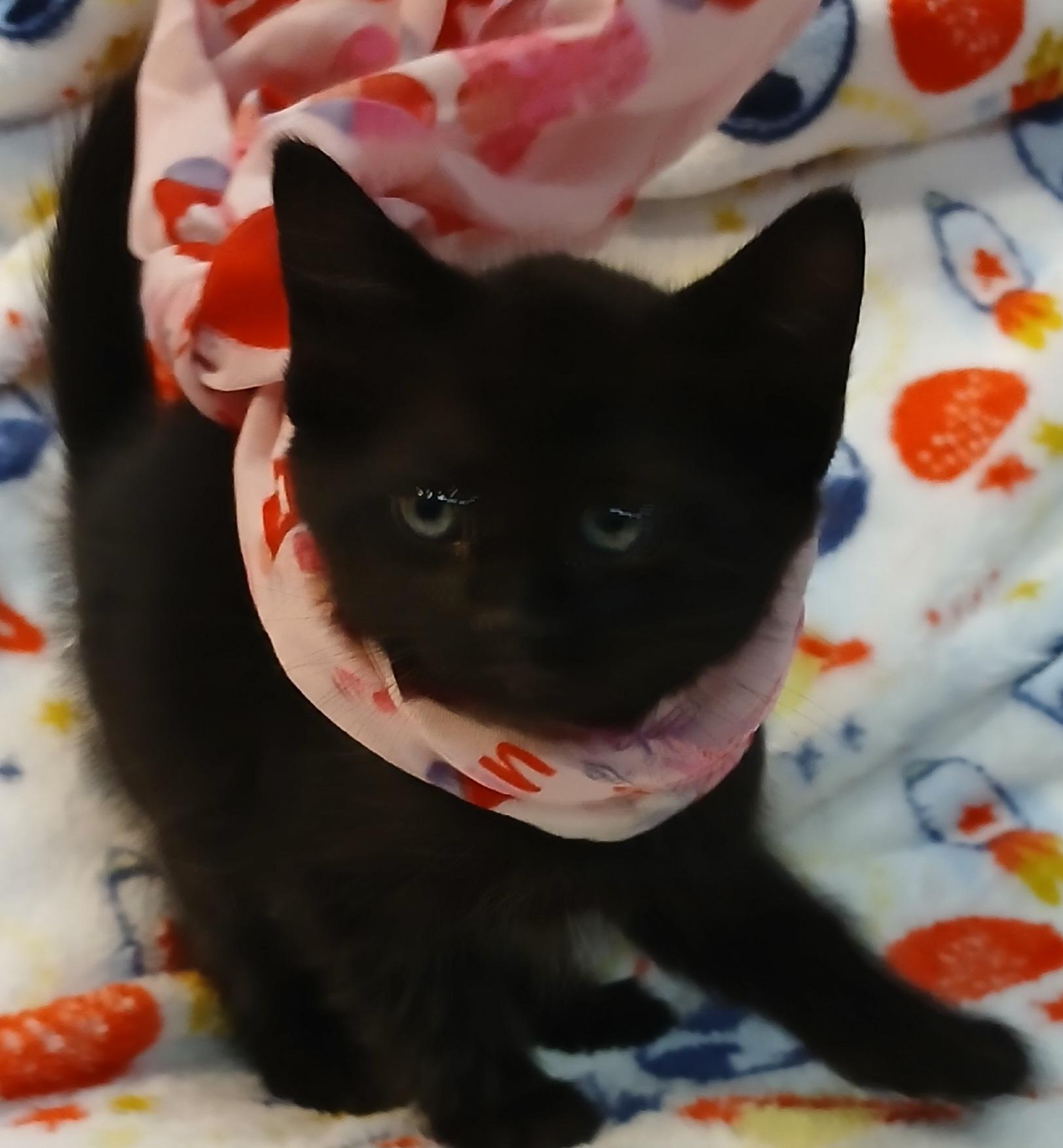 Cassiopeia - Super sweet baby girl! (TX-882716) photo 2