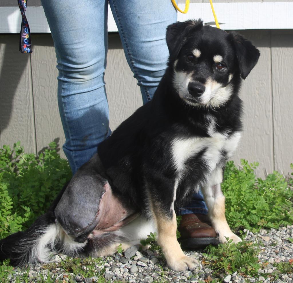 Rosé, Adoptable, Young Female Husky & Shepherd.