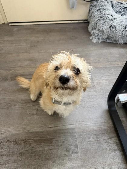 Enlarge Dexter, a Adopted Cairn Terrier in Redmond, OR image 2/2