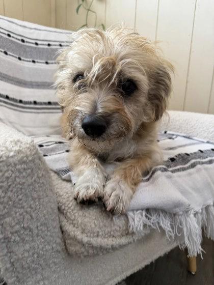 Enlarge Dexter, a Adopted Cairn Terrier in Redmond, OR image 1/2