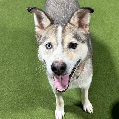 Timber, Adoptable, Senior Male Husky & Shepherd.
