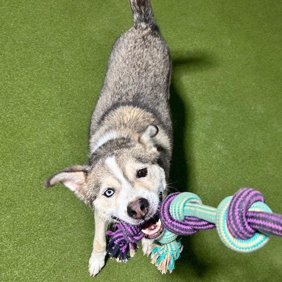 Timber, a Adoptable mixed breed in Kansas City, MO image 2/6