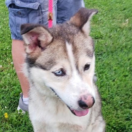 Timber, a Adoptable mixed breed in Kansas City, MO image 3/6