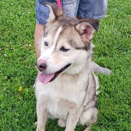 Timber, a Adoptable mixed breed in Kansas City, MO image 4/6