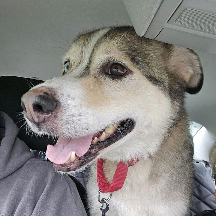 Timber, a Adoptable mixed breed in Kansas City, MO image 5/6