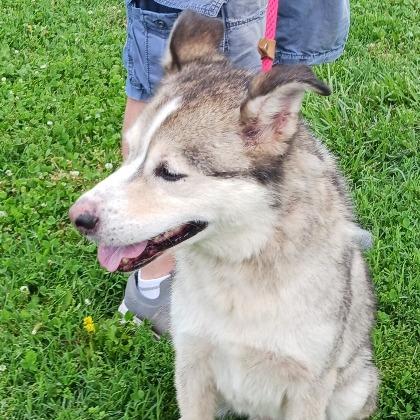 Timber, a Adoptable mixed breed in Kansas City, MO image 6/6