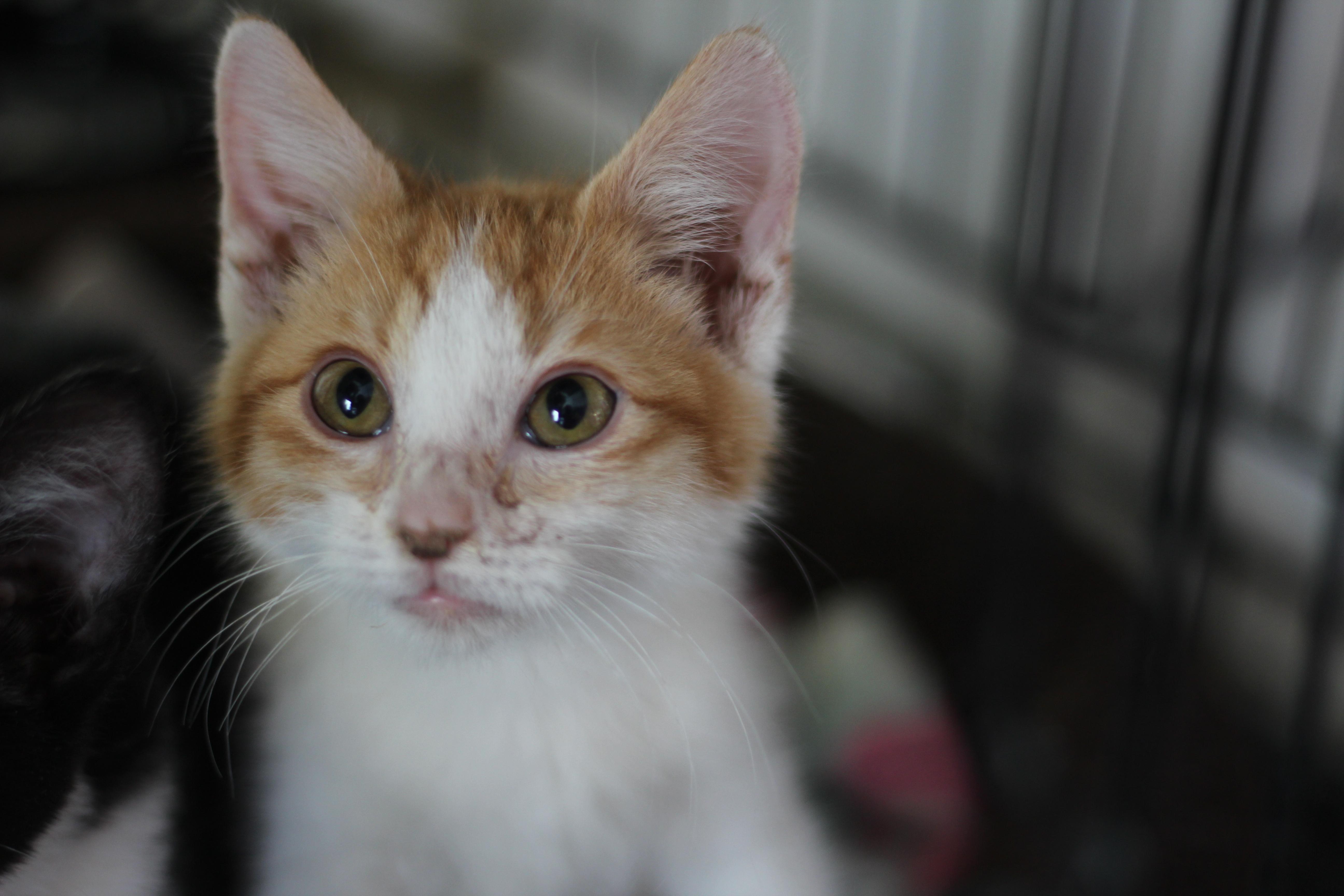 Pip, adopted, Kitten Male Domestic Short Hair.