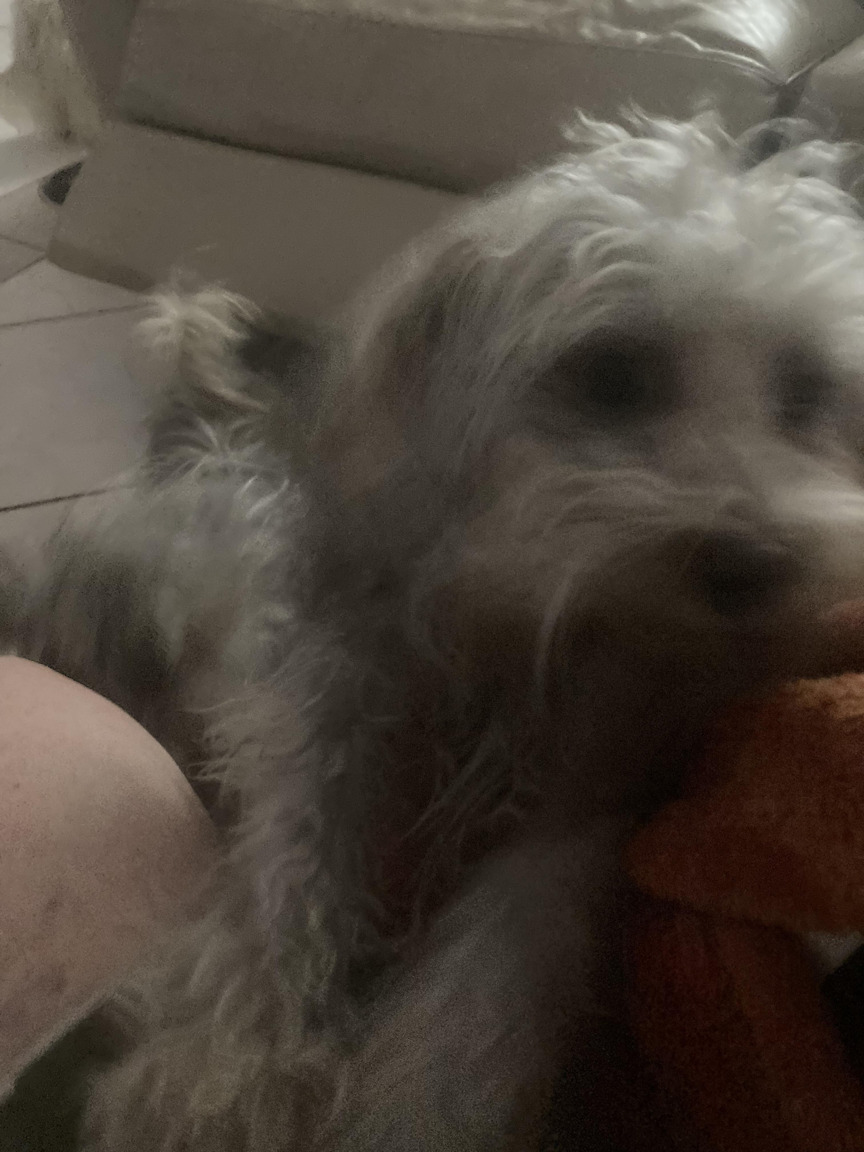 Bambi, Adoptable, Adult Female Poodle & Kerry Blue Terrier.