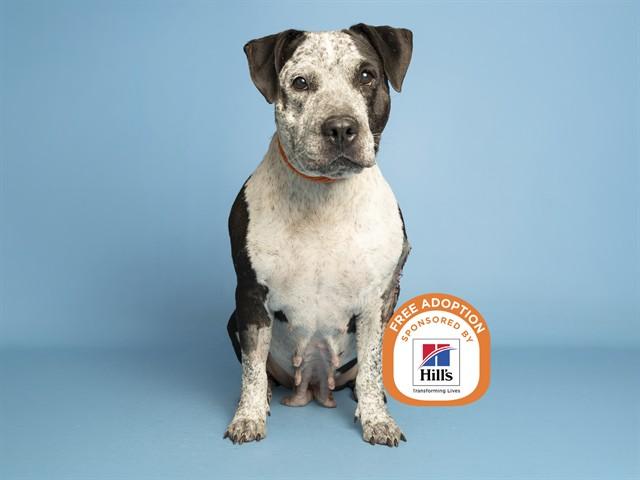 DOUBTFIRE, Adoptable, Adult Female Pit Bull Terrier.