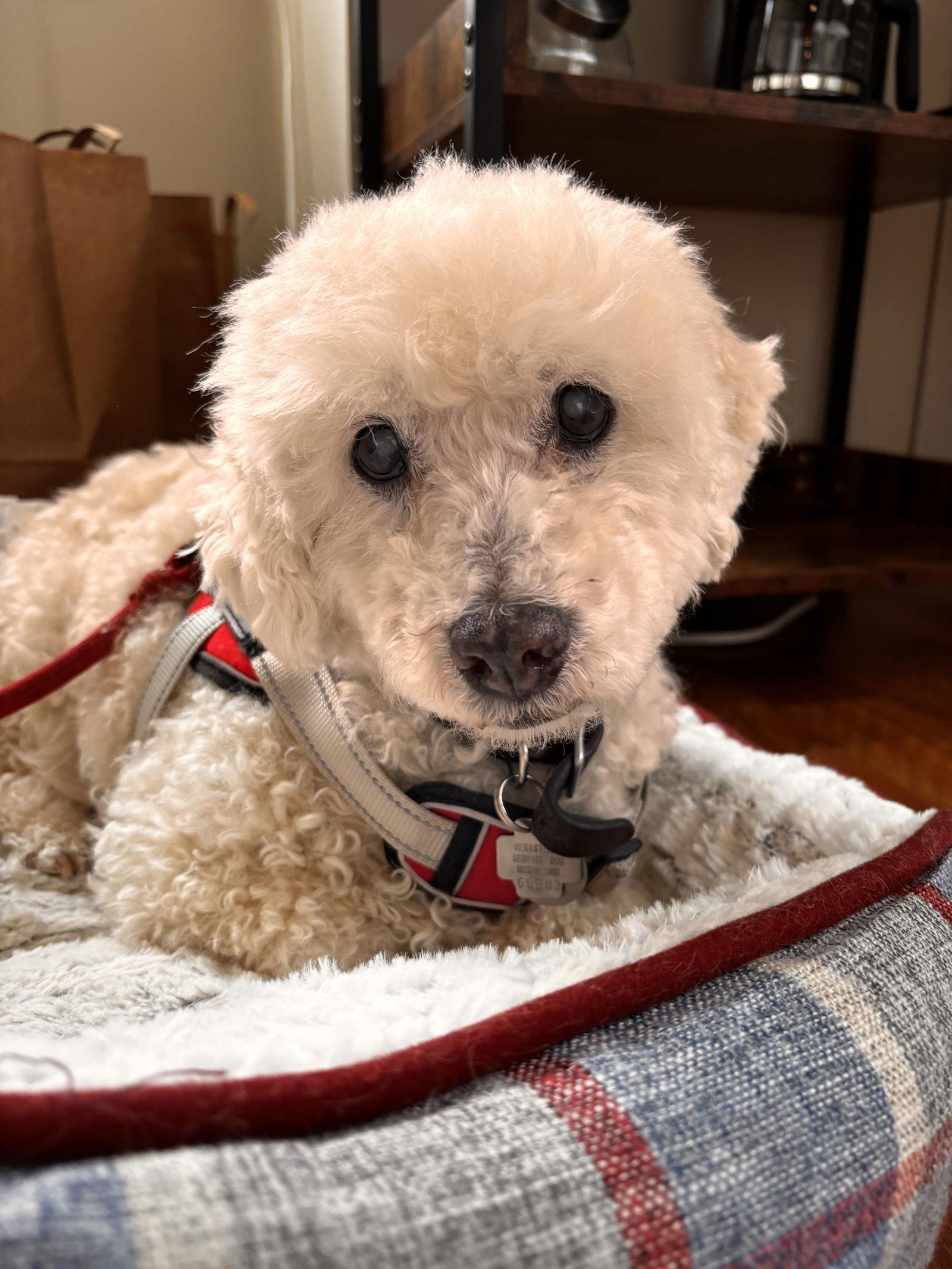 Enlarge Emilio, a Adopted Poodle in Middlesex, NC image 1/1