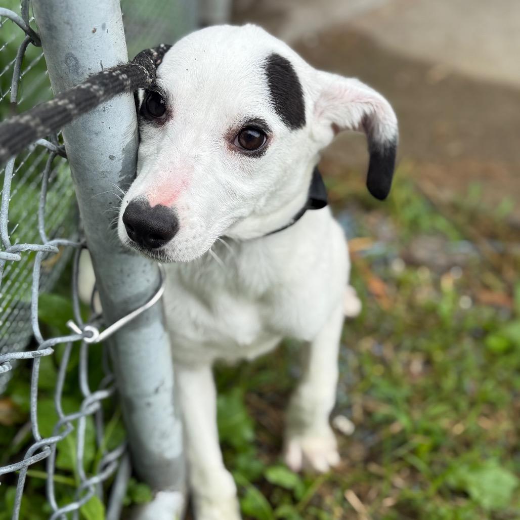 Wisteria Lane, Adoptable, Puppy Female Feist & Mixed Breed.