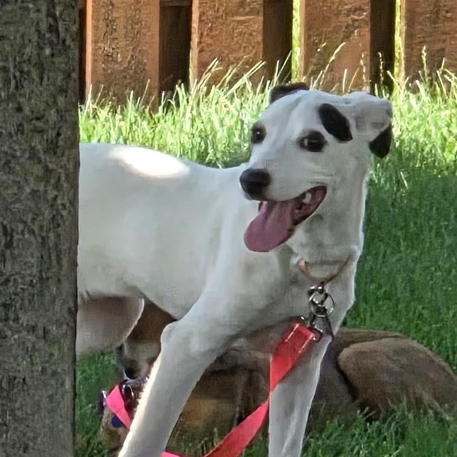 Wisteria Lane, a Adoptable mixed breed in St. Charles, IL image 2/6