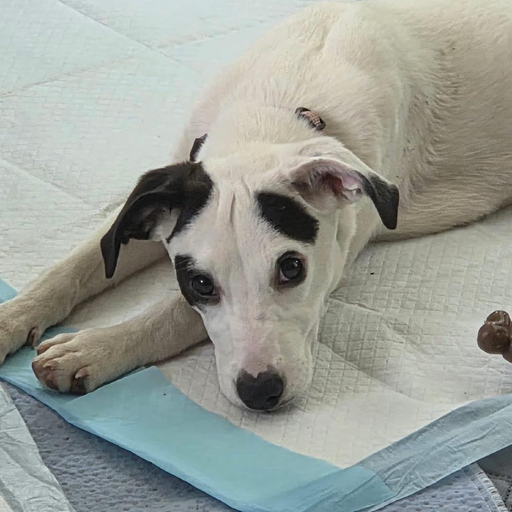 Wisteria Lane, a Adoptable mixed breed in St. Charles, IL image 3/6