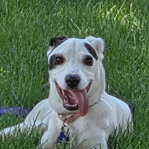 Wisteria Lane, a Adoptable mixed breed in St. Charles, IL image 4/6