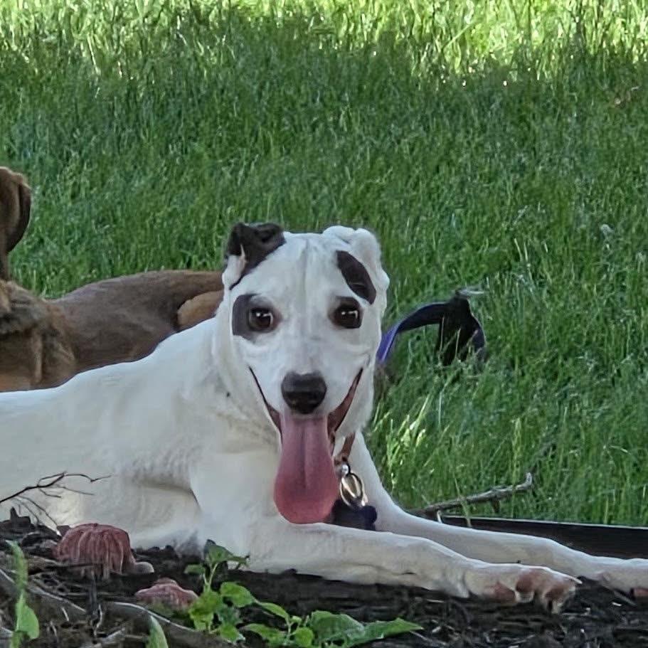 Wisteria Lane, a Adoptable mixed breed in St. Charles, IL image 5/6