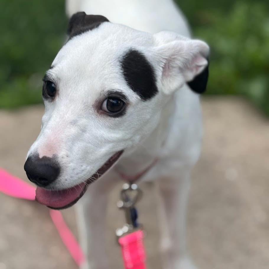 Wisteria Lane, a Adoptable mixed breed in St. Charles, IL image 6/6