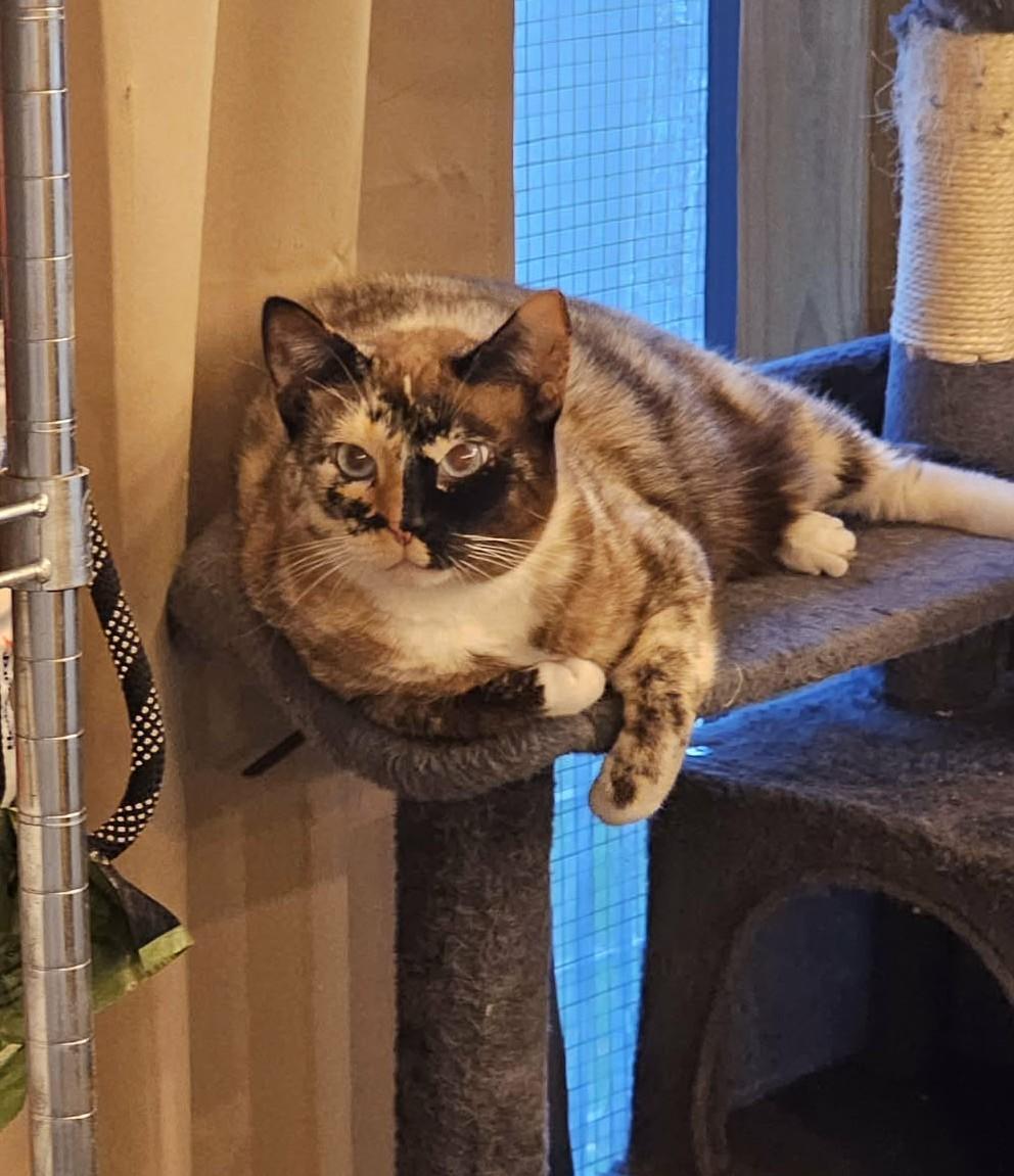 PHANTOM & OPERA - Foster or Adopter needed, a Adoptable mixed breed in Largo, FL image 3/4