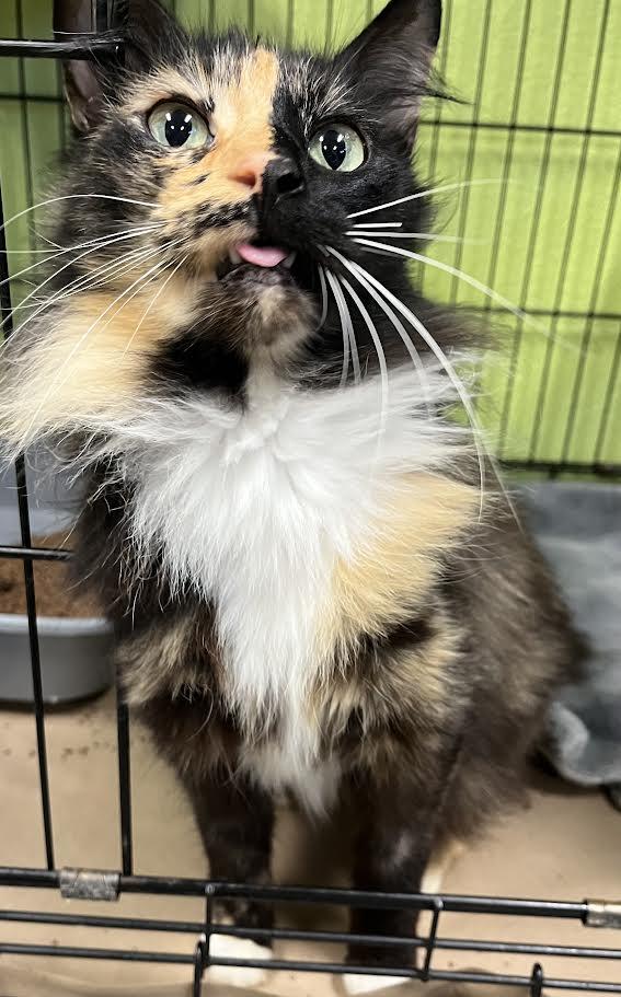 Lilah , ADOPTABLE, Senior Female Manx.