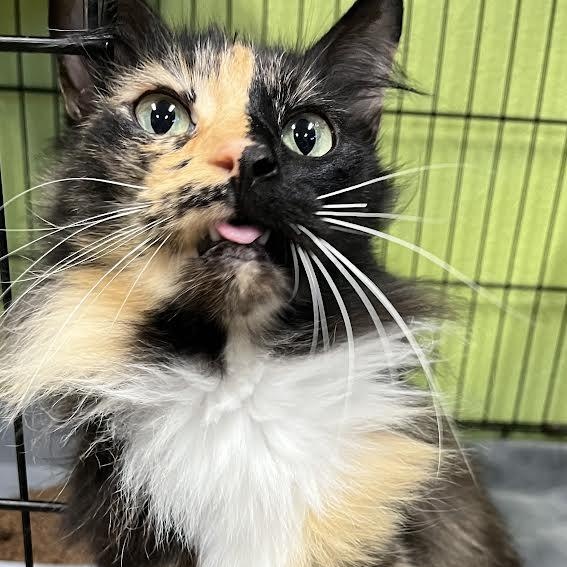 Enlarge Lilah , a ADOPTABLE Manx in Jackson, CA image 1/3