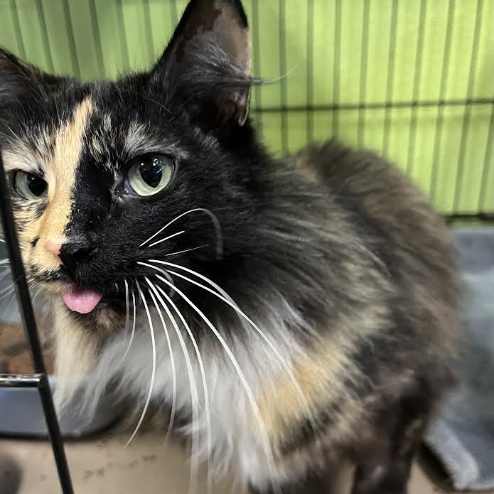 Enlarge Lilah , a ADOPTABLE Manx in Jackson, CA image 2/3