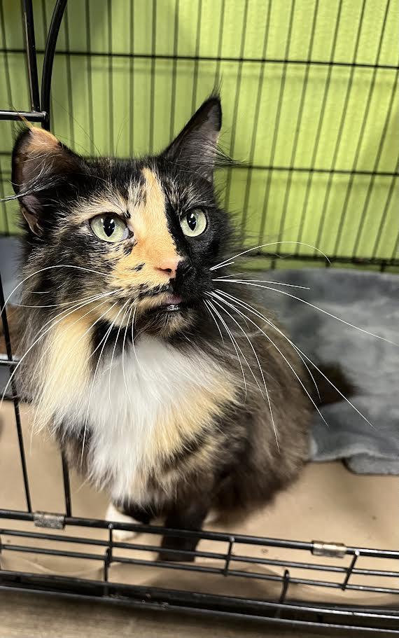 Enlarge Lilah , a ADOPTABLE Manx in Jackson, CA image 3/3