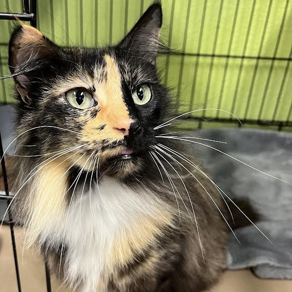 Enlarge Lilah , a ADOPTABLE Manx in Jackson, CA image 3/3