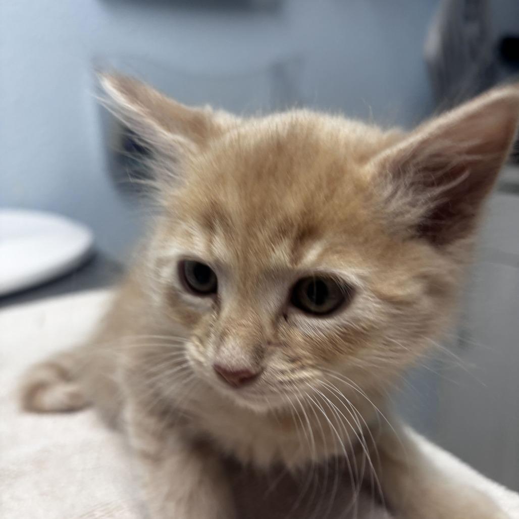 Enlarge Kit Kat, a Adoptable Domestic Medium Hair in Riverside, CA image 1/1