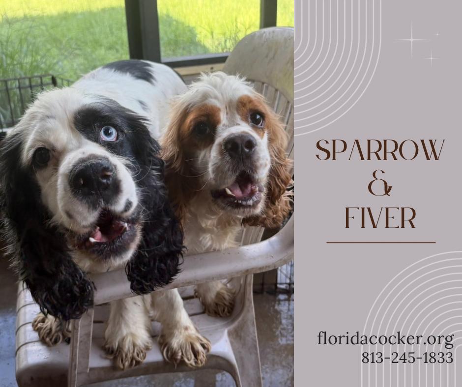 Sparrow and Fiver, Adoptable, Adult Male Cocker Spaniel.