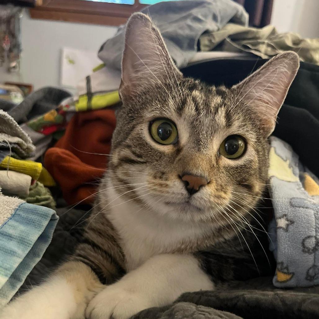 Enlarge Cotton (Chip), a Adoptable Domestic Short Hair in Philadelphia, PA image 1/6