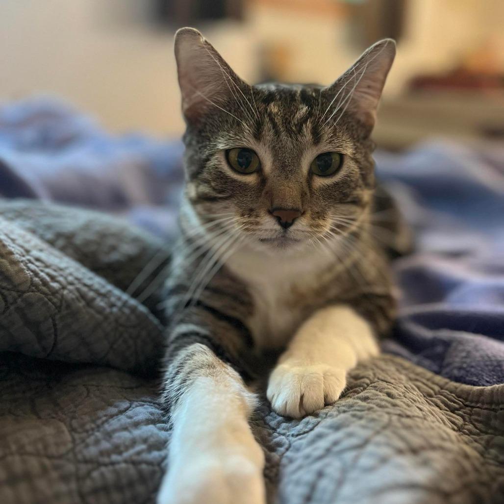 Enlarge Cotton (Chip), a Adoptable Domestic Short Hair in Philadelphia, PA image 6/6